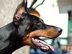 doberman